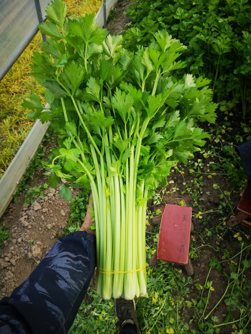 【精品去根芹菜】代发全国多规格可配