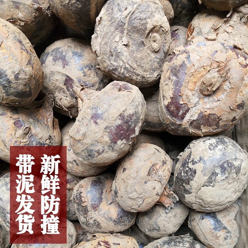 （一件代发）广西荔浦红皮马蹄脆甜化渣水果马蹄带泥发货