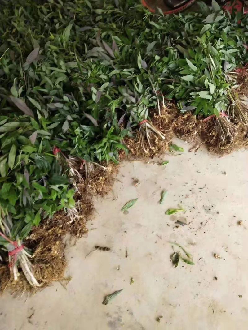 优质黄精种苗姜形倒苗，产量高发芽率快全芽头产地直发