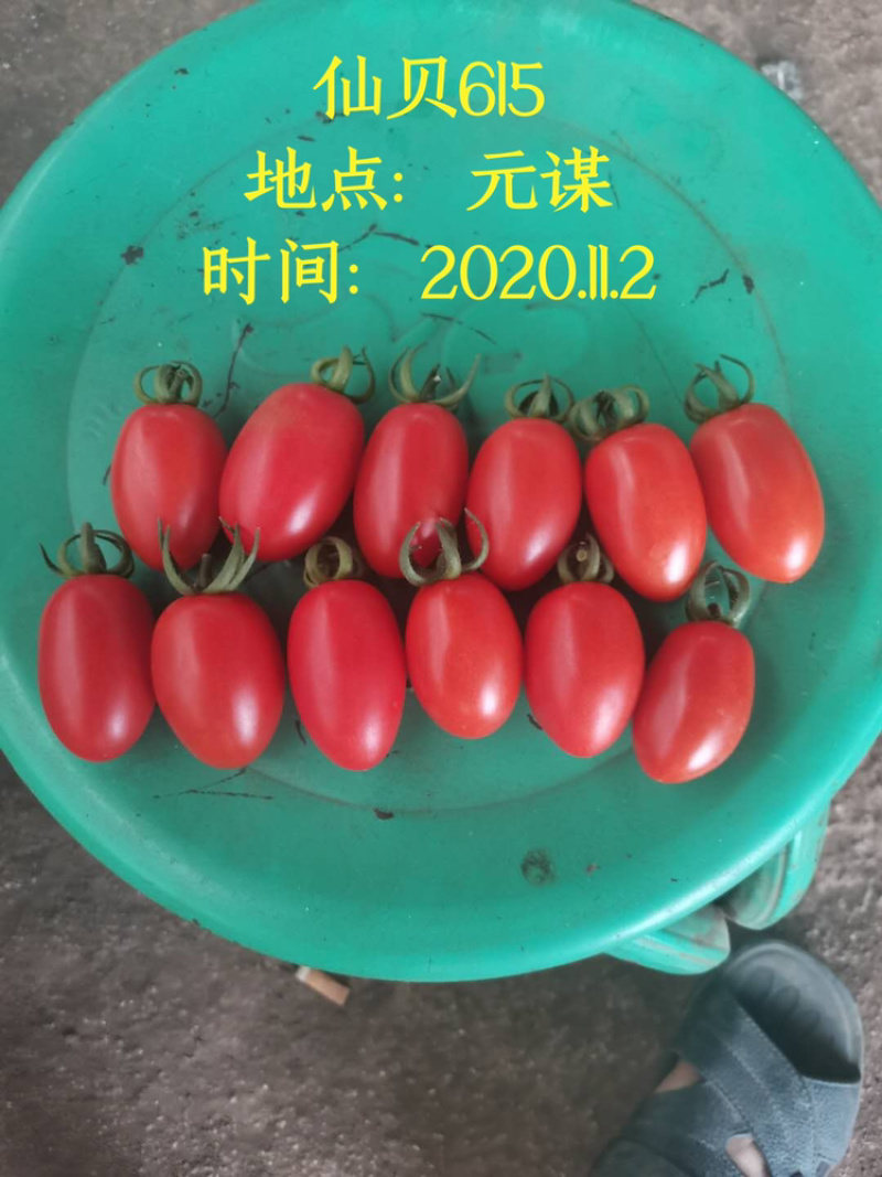 仙贝615樱桃红果小番茄圣女果种子/可零售批发