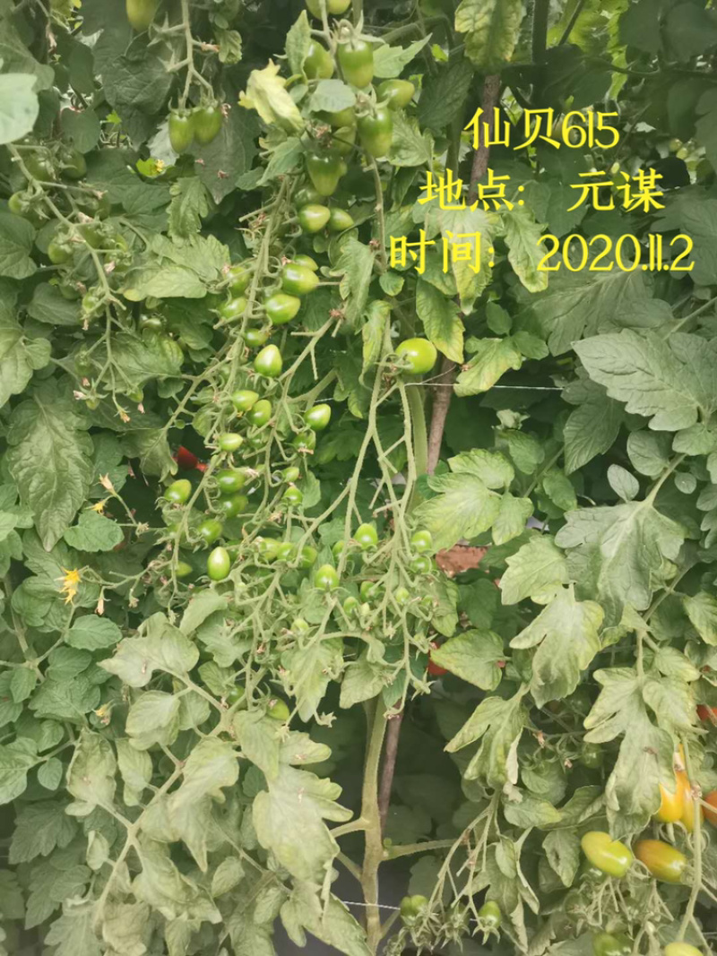 仙贝615樱桃红果小番茄圣女果种子/可零售批发