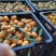 大量供应南丰蜜橘带叶果,光头果,通货,0.4元-0.8元