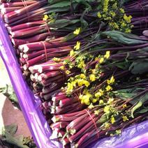 红菜苔，湖北优质精品红菜苔量大价格大量上市