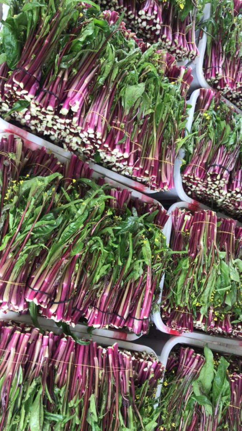 红菜苔，湖北优质精品红菜苔量大价格优惠大量上市