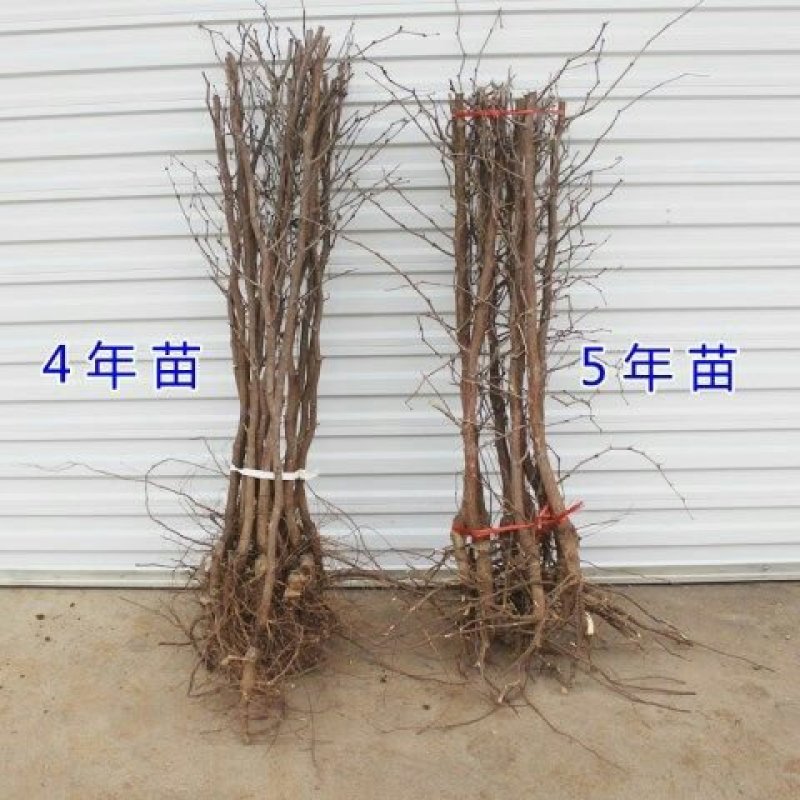 葫芦枣苗当年结果嫁接枣树苗保证品种不活补发包技术