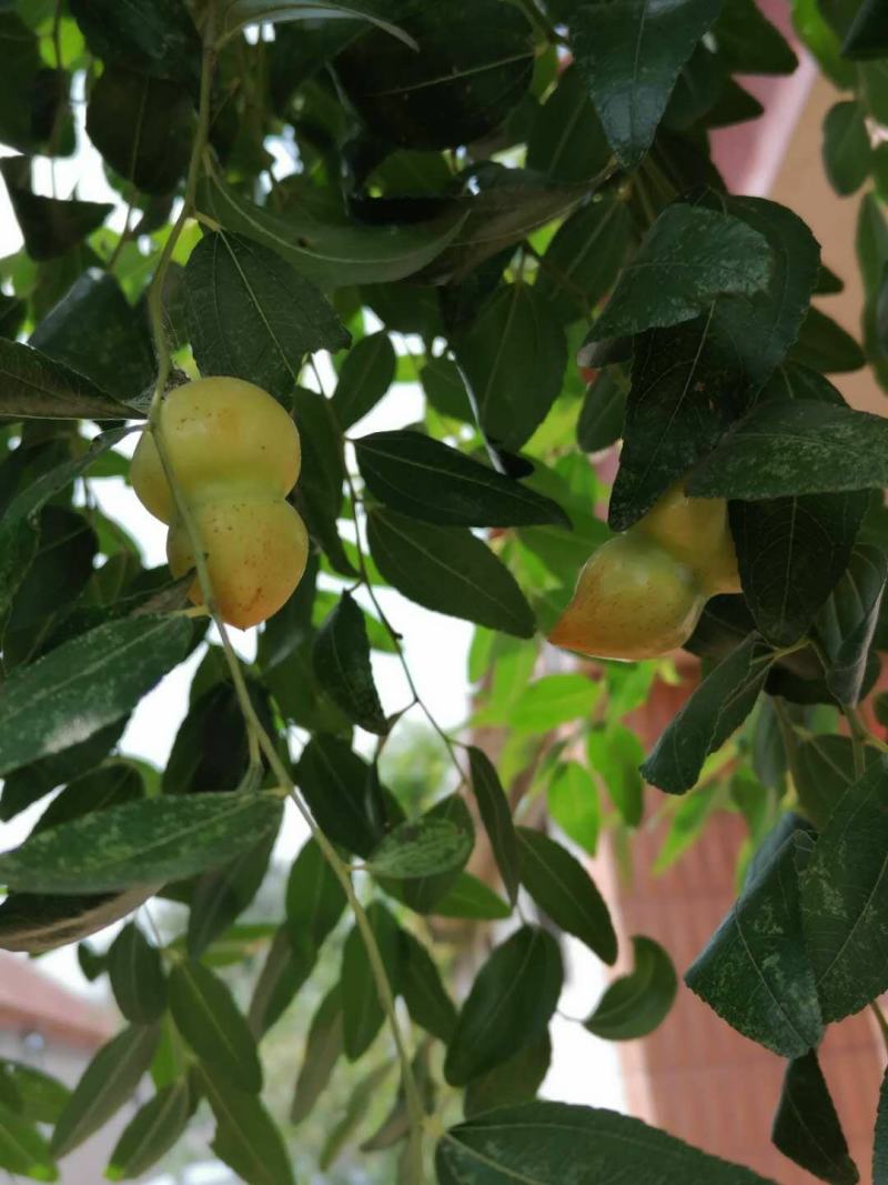 葫芦枣苗当年结果嫁接枣树苗保证品种不活补发包技术
