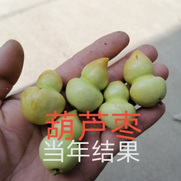 葫芦枣苗当年结果嫁接枣树苗保证品种不活补发包技术