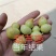 葫芦枣苗当年结果嫁接枣树苗保证品种不活补发包技术