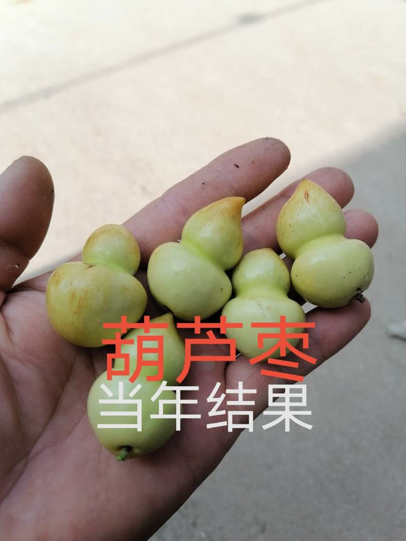 葫芦枣苗当年结果嫁接枣树苗保证品种不活补发包技术