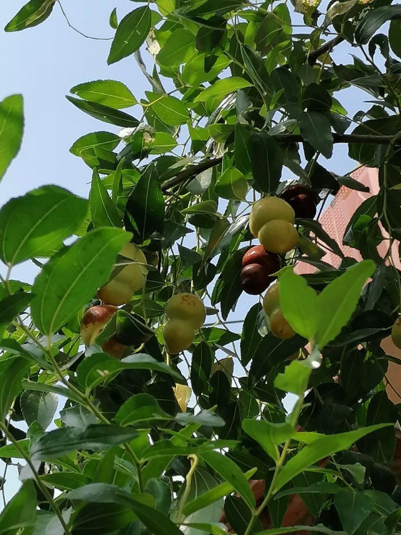 葫芦枣苗当年结果嫁接枣树苗保证品种不活补发包技术