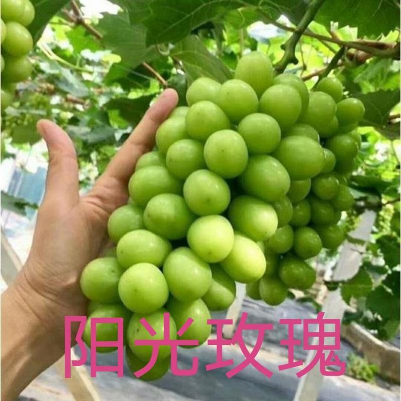 阳光玫瑰葡萄苗高产不裂果不脱粒市场热销品种保证品种