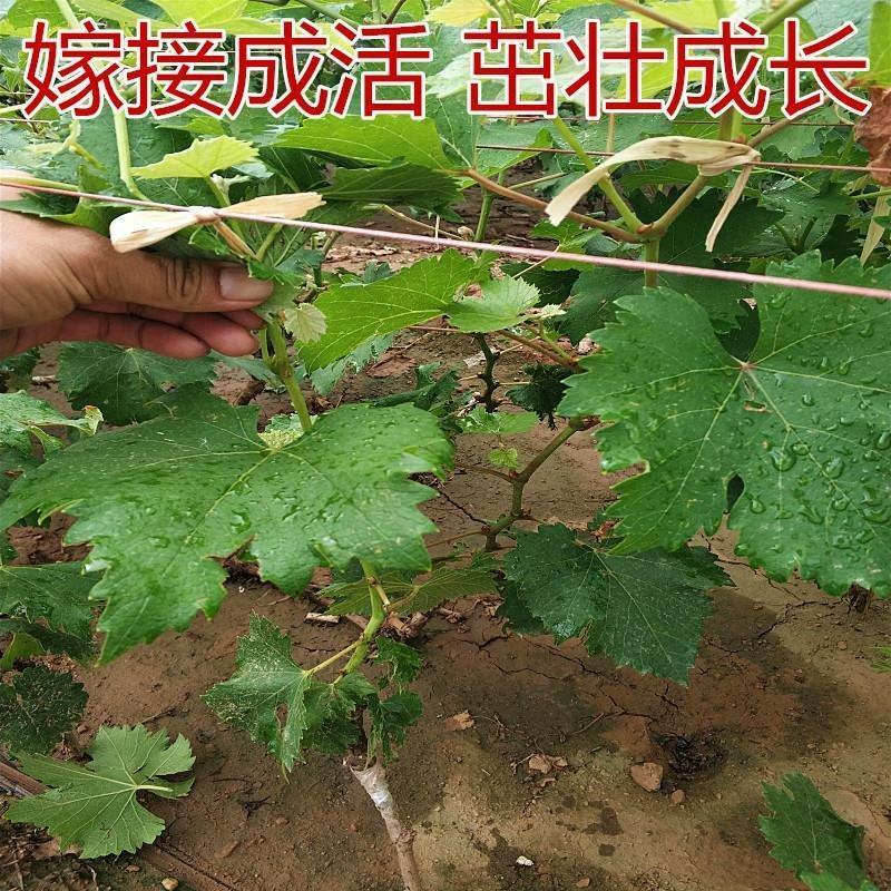 阳光玫瑰葡萄苗高产不裂果不脱粒市场热销品种保证品种