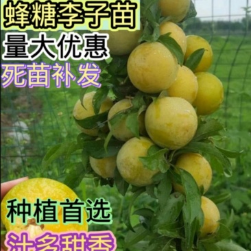 嫁接蜂糖李子苗专业品质保障南北种植现挖现发保湿