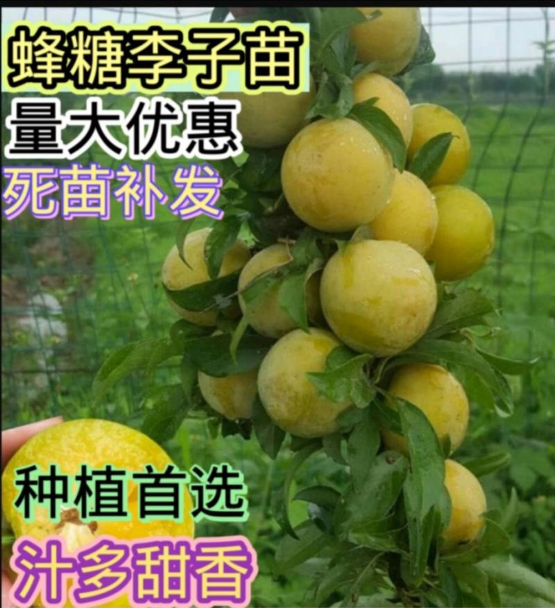 嫁接蜂糖李子苗专业品质保障南北种植现挖现发保湿
