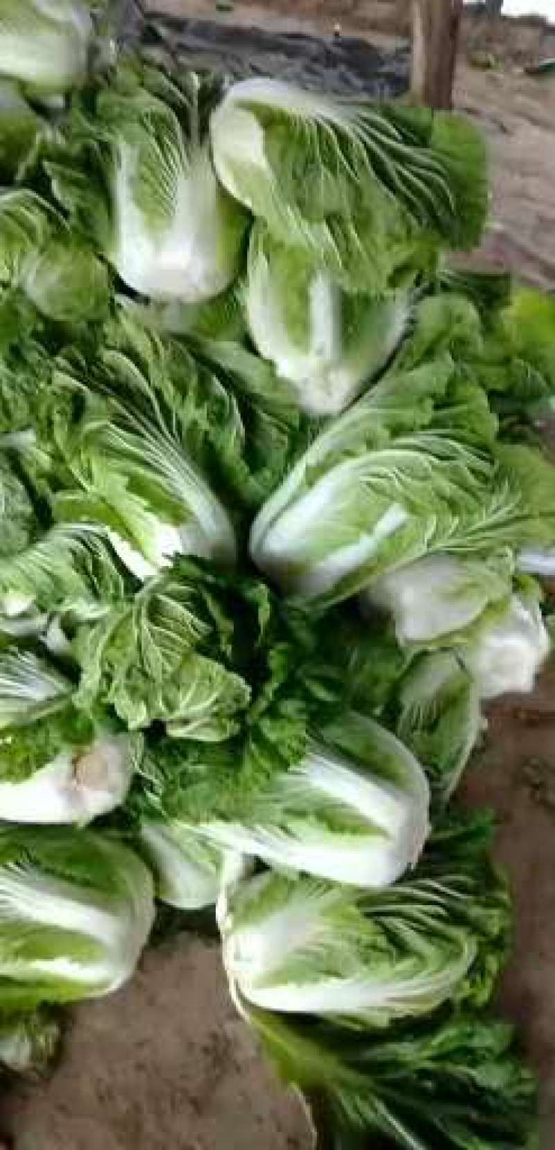 夏邑县青杂三大白菜大量热卖中，基地直销，有要的连系我