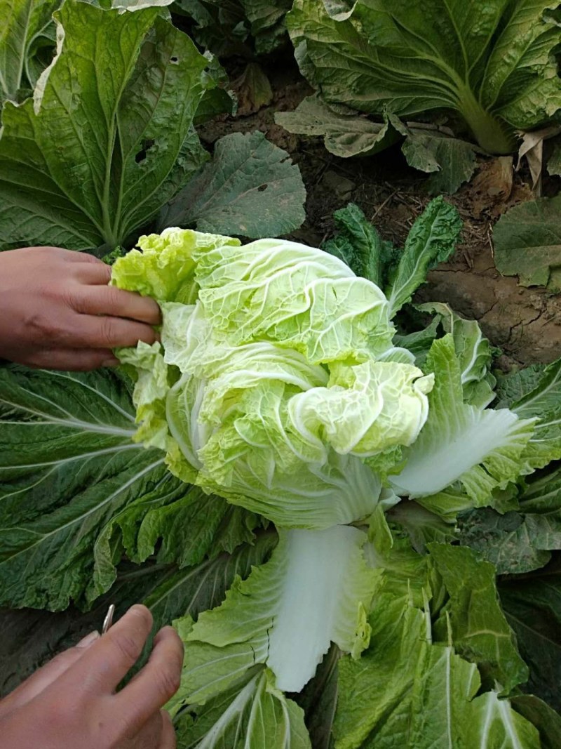 夏邑县青杂三大白菜大量热卖中，基地直销，有要的连系我