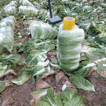 夏邑县青杂三大白菜大量热卖中，基地直销，有要的连系我