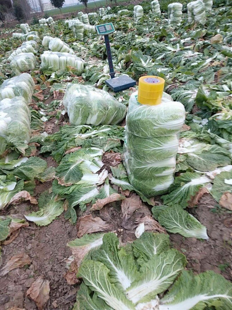 夏邑县青杂三大白菜大量热卖中，基地直销，有要的连系我