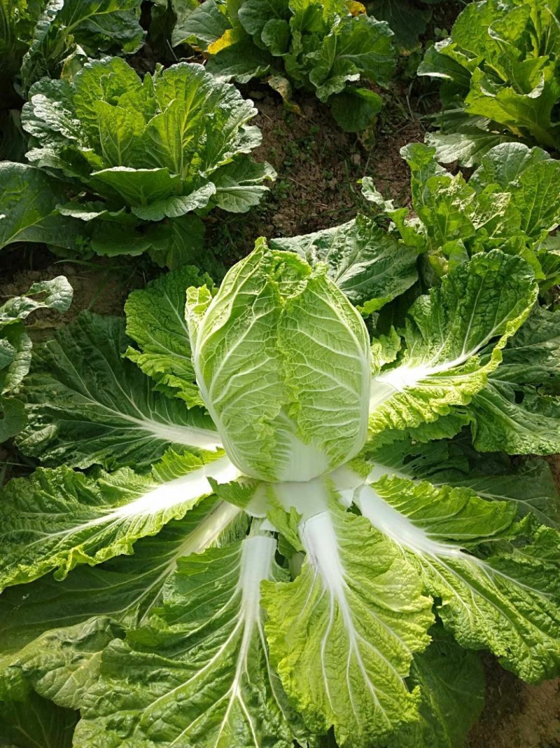 夏邑县青杂三大白菜大量热卖中，基地直销，有要的连系我