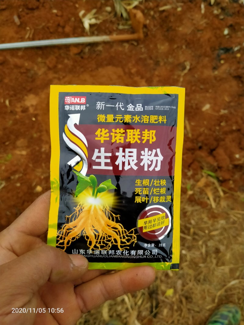 红四季香椿裸苗基地直供价格美丽