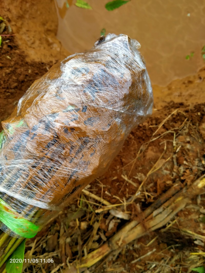 红四季香椿裸苗基地直供价格美丽