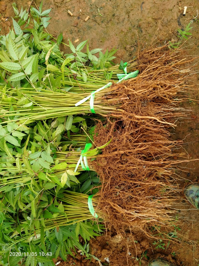 红四季香椿裸苗基地直供价格美丽