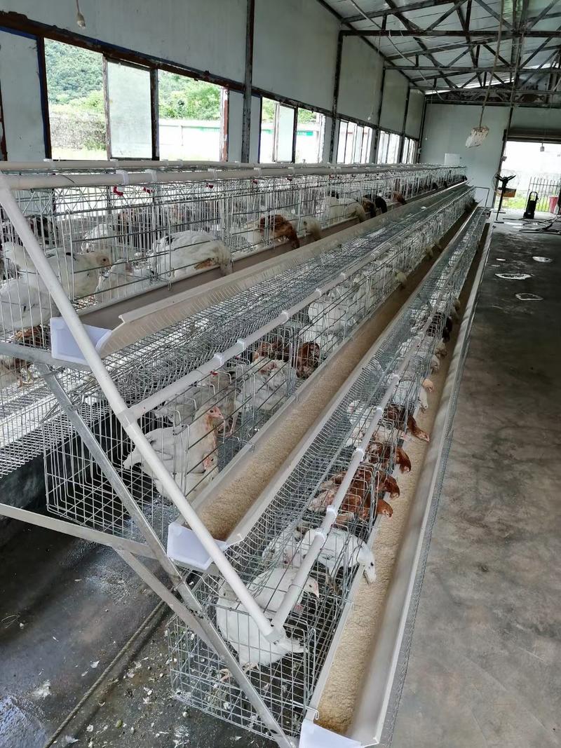 3层阶梯式蛋鸡笼养殖设备