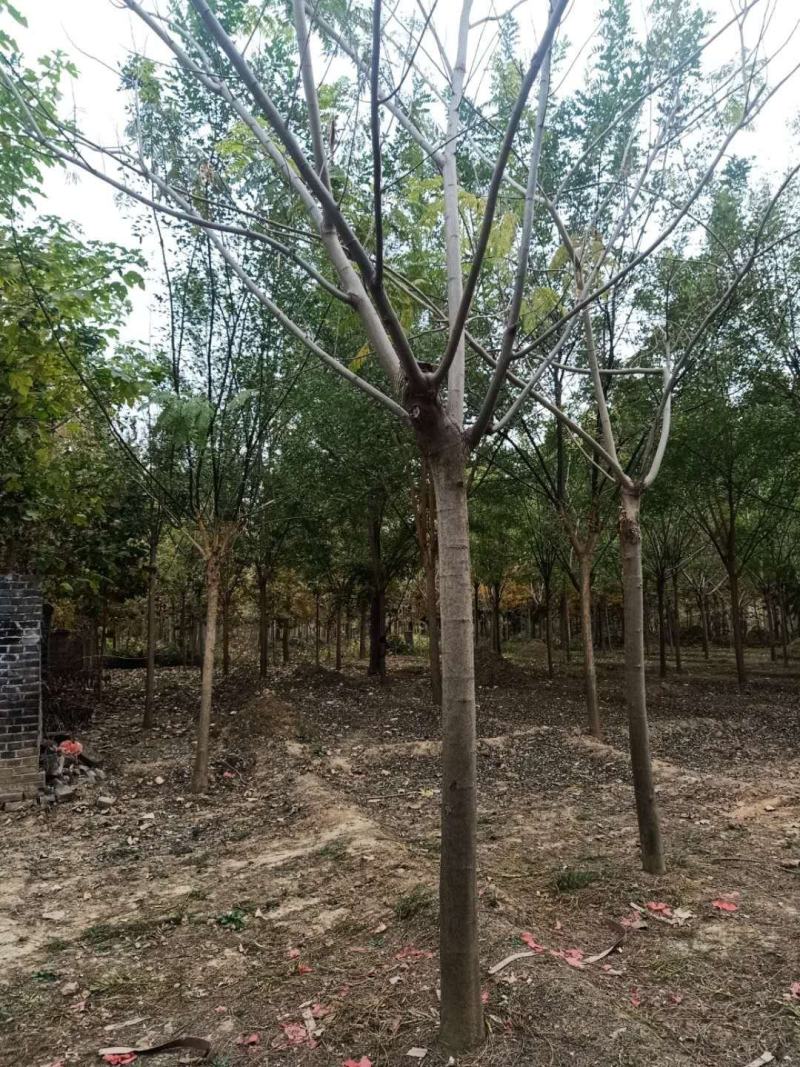 供应15-25公分合欢树，绒花，马缨花，