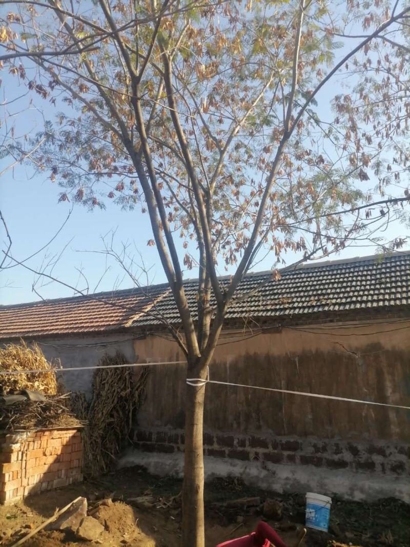 供应15-25公分合欢树，绒花，马缨花，