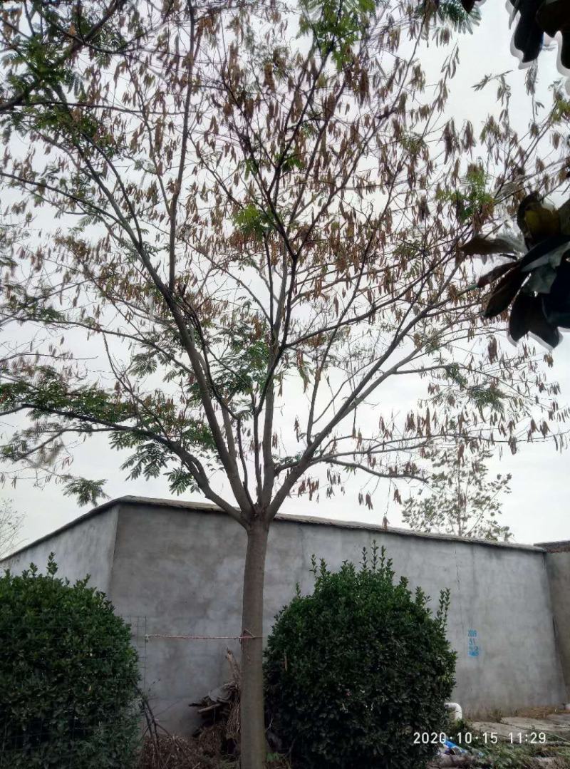 供应15-25公分合欢树，绒花，马缨花，