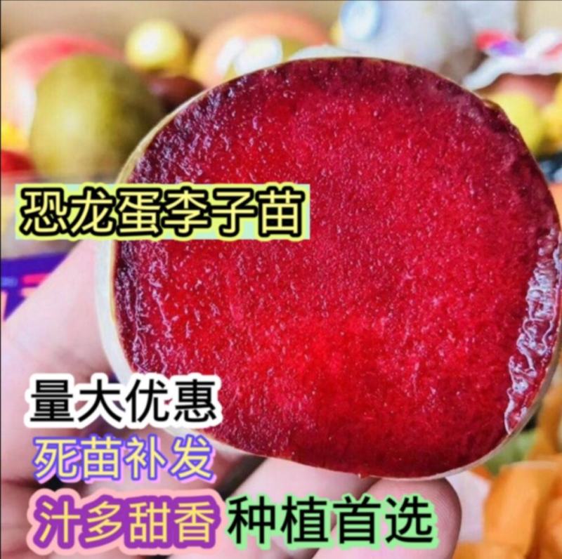 嫁接恐龙蛋李子苗现挖现发保湿包装死苗补发包技术