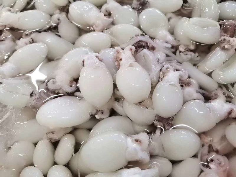 冰鲜鱿鱼仔，北海特产，味道正，都是码头直接拿货