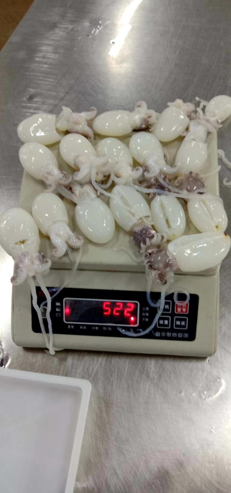 冰鲜鱿鱼仔，北海特产，味道正，都是码头直接拿货
