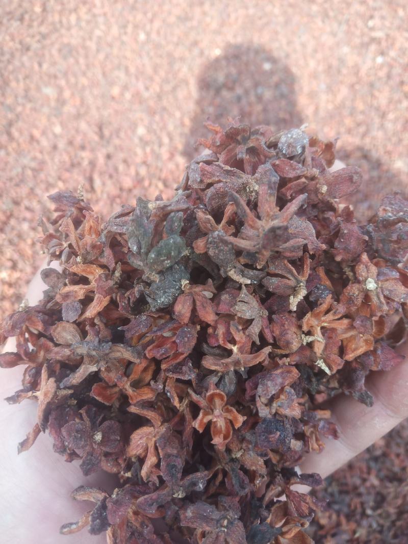 柏子壳颜色好无杂质柏树果壳