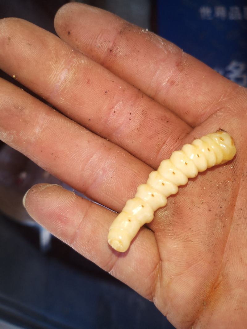 斗米虫（纯野生天然无公害）量大可以给更好的建议