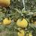 洪江黄金贡柚柑桔类的黑马”新品种，含糖量高，可一件代发