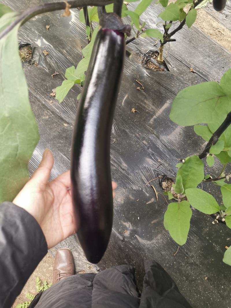 精品茄子，黑又亮！！！