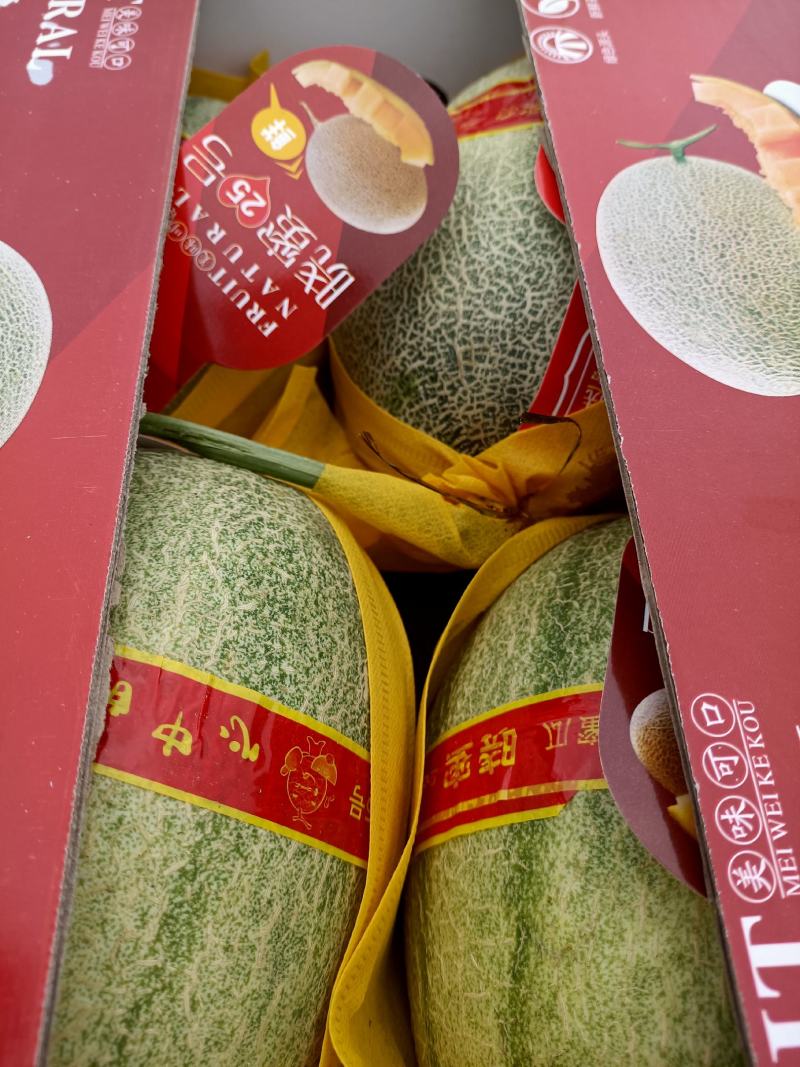 海南海沙地哈密瓜25号大量现货，可供应电商！商超！