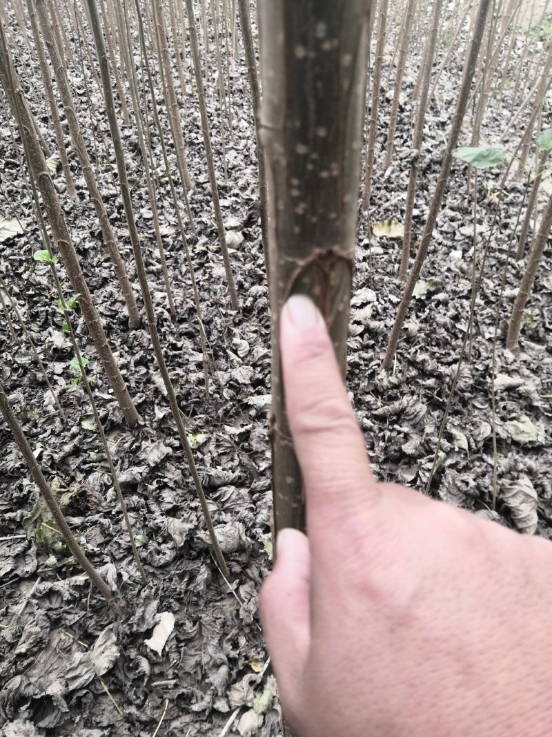 速生杨107，保证现挖苗，各种规格，可根据客户要求选择