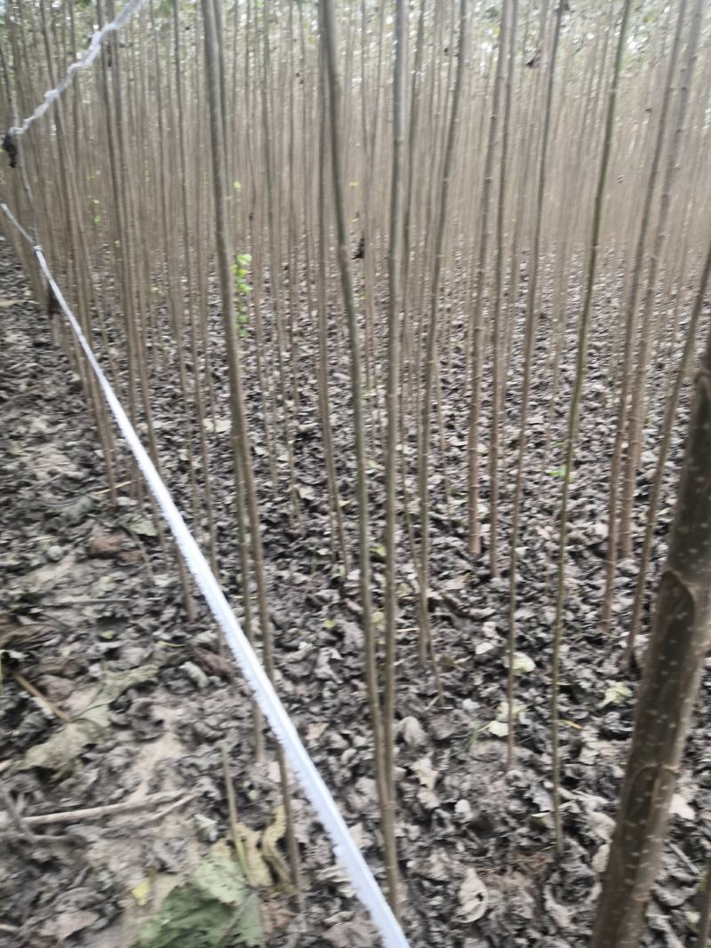 速生杨107，保证现挖苗，各种规格，可根据客户要求选择