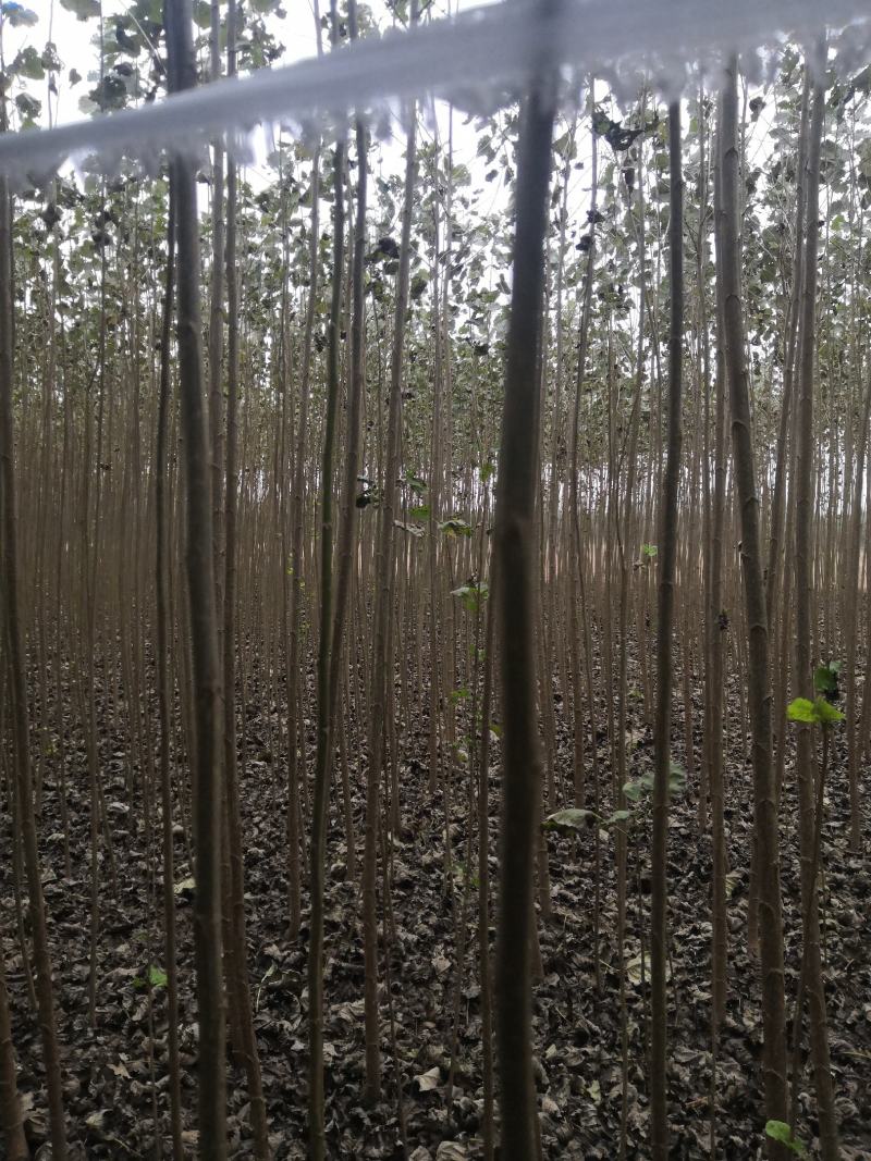 速生杨107，保证现挖苗，各种规格，可根据客户要求选择