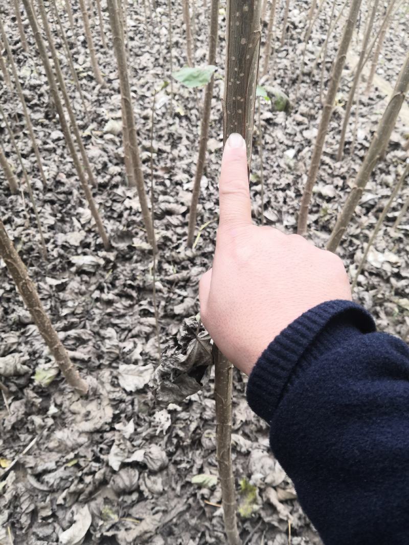 速生杨107，保证现挖苗，各种规格，可根据客户要求选择