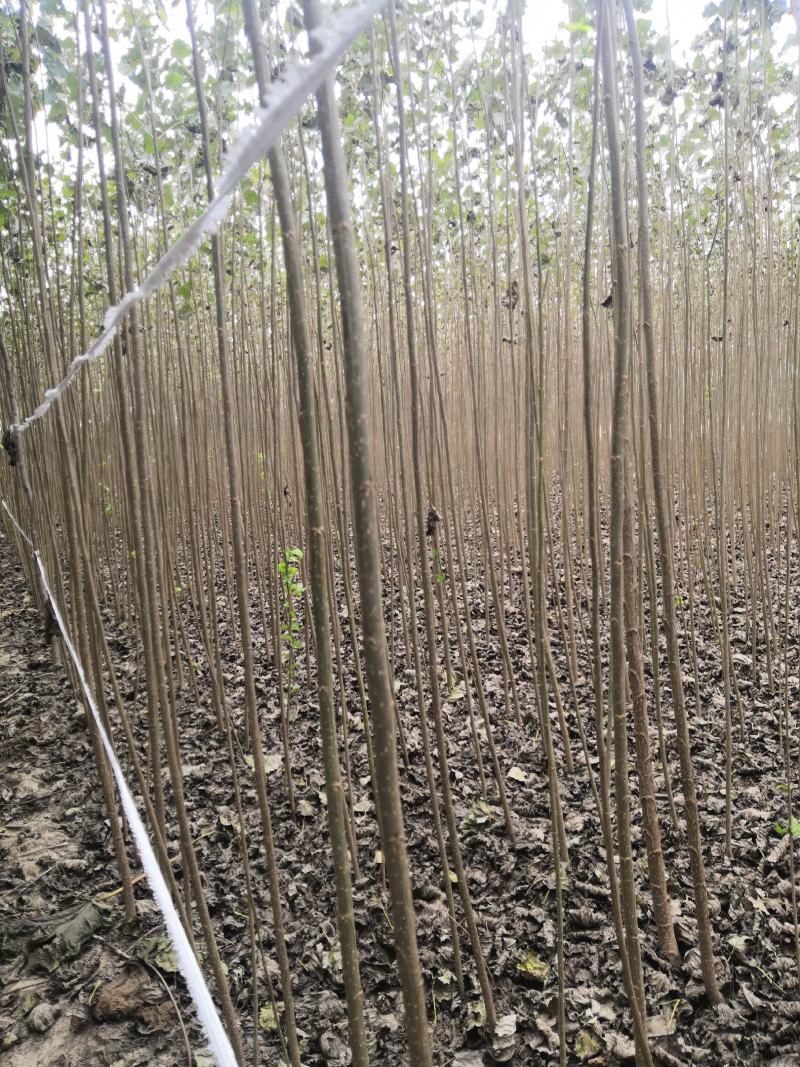 速生杨107，保证现挖苗，各种规格，可根据客户要求选择