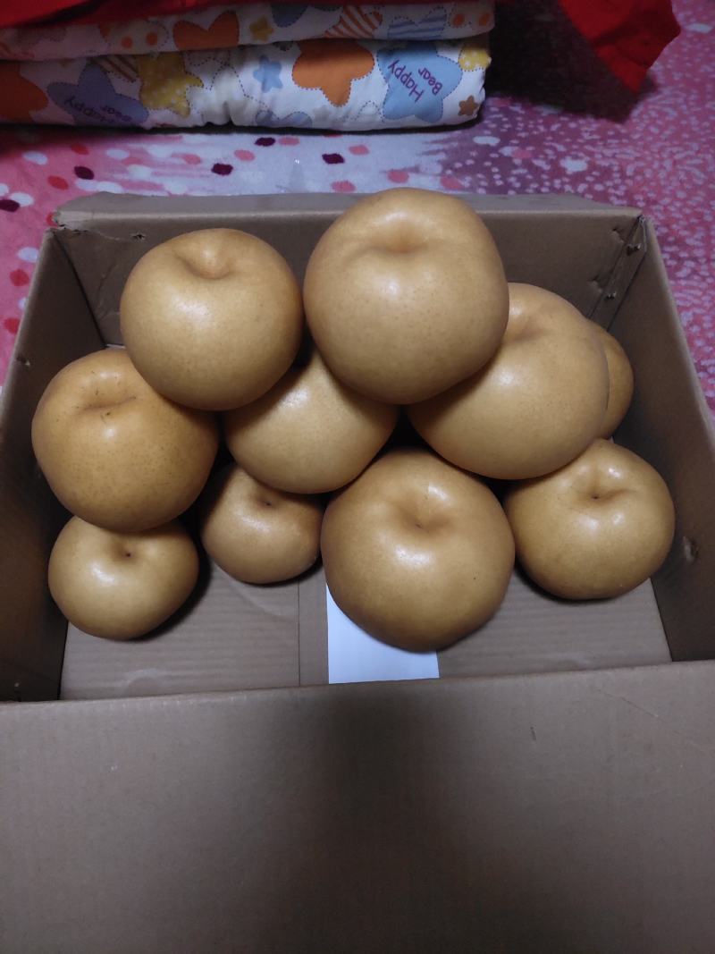 馆陶县金磊果品站大量供应晚秋黄梨纸袋350~500g
