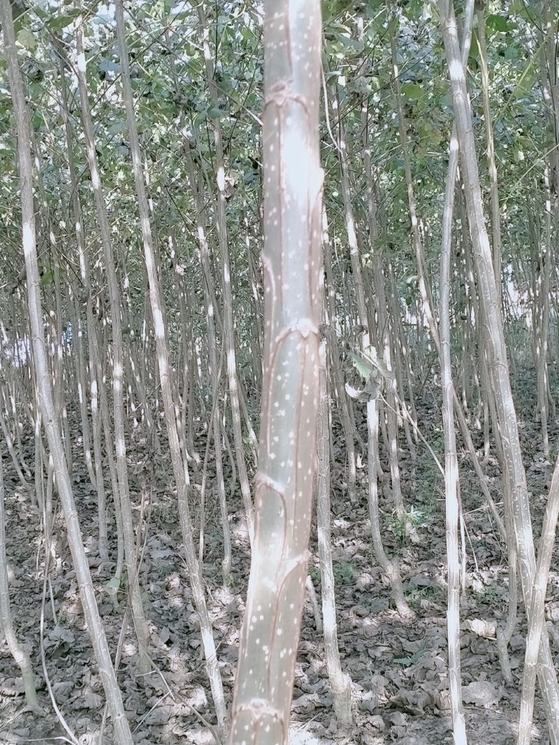 杨树种条速生杨树107无絮杨树，根系发达成活率高，批发价