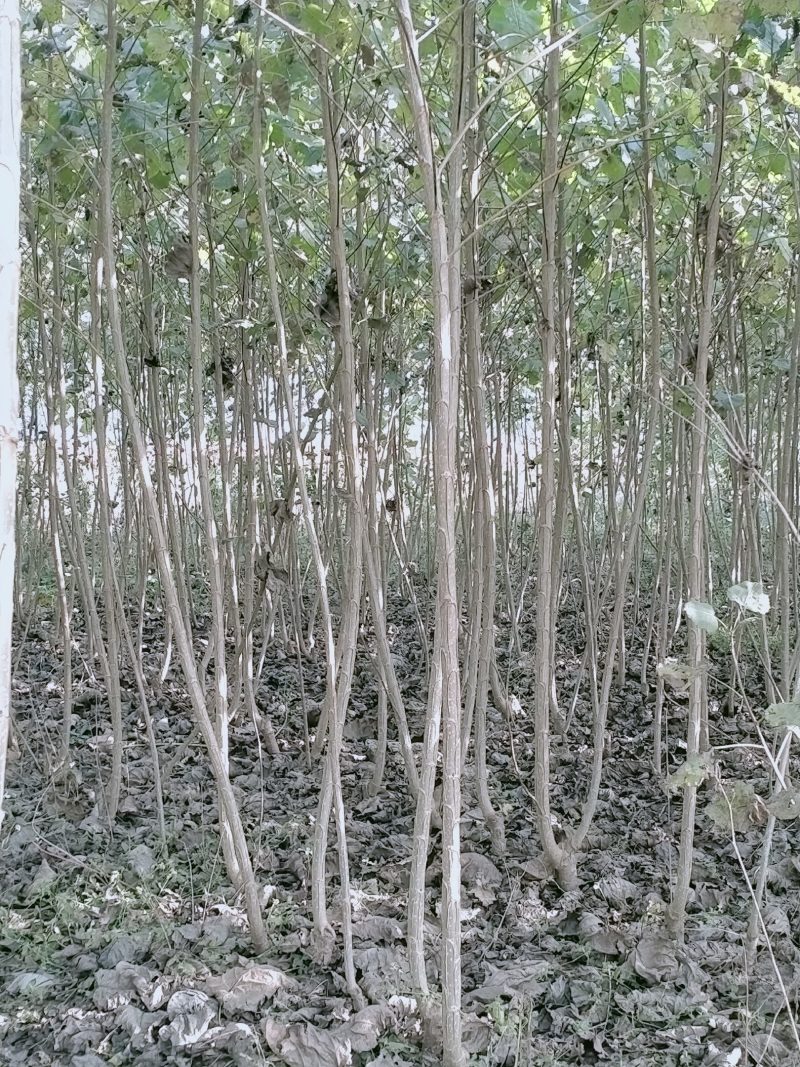 杨树种条速生杨树107无絮杨树，根系发达成活率高，批发价