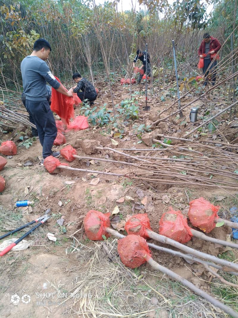 柿树1至3公分柿树（杨峰新东阳）小火罐，八月黄