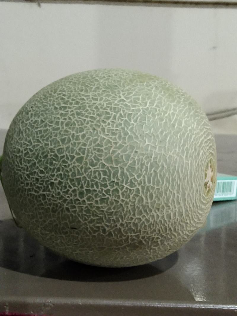 海南精品小密海沙地哈密瓜