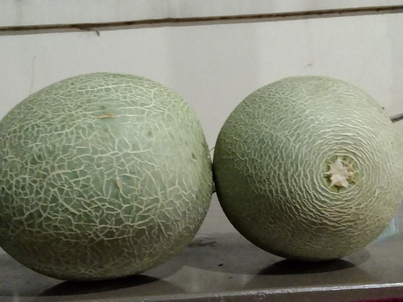 海南精品小密海沙地哈密瓜