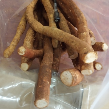 牛大力，鲜货，新鲜干净，专业批发